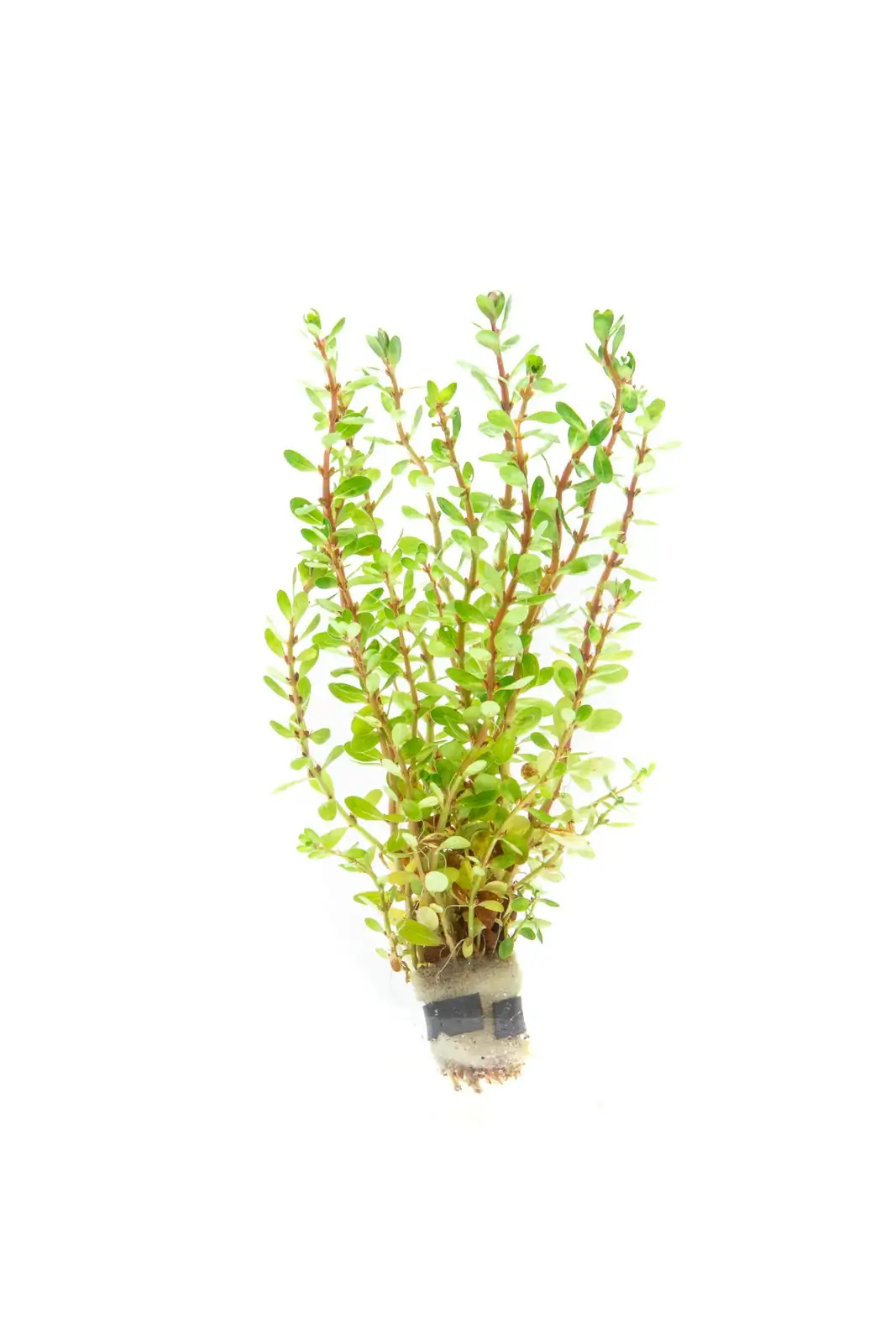 Rotala indica 'Bonsai'